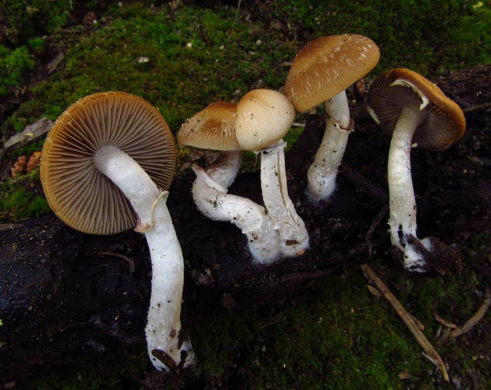 Psathyrella ellenae image