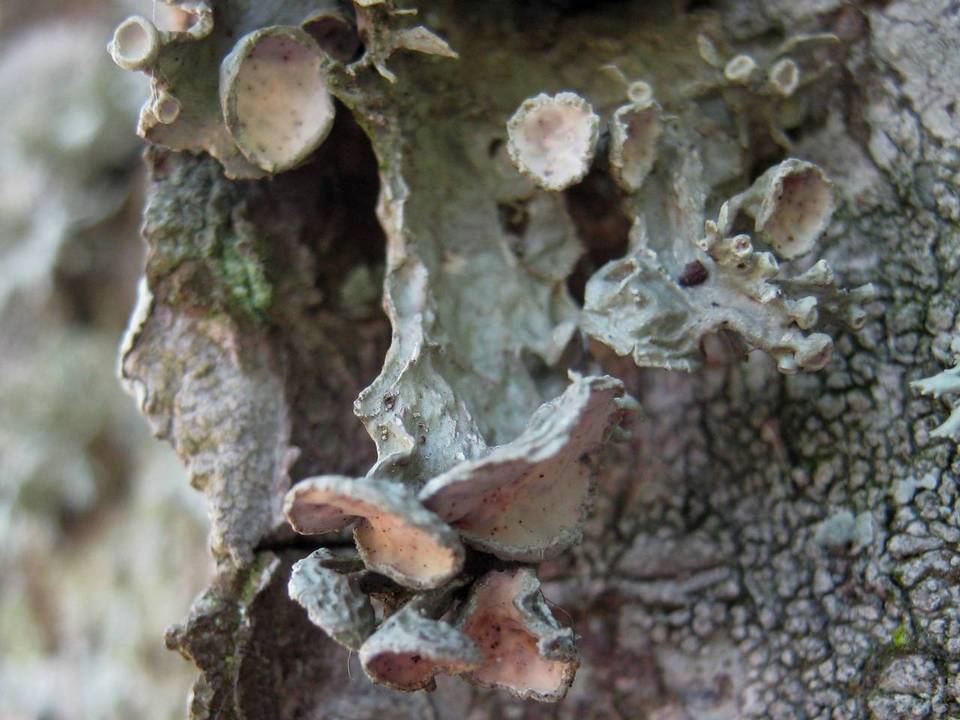 Ramalina fastigiata image
