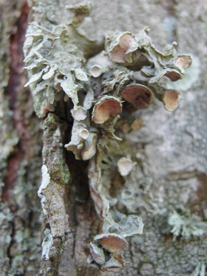 Ramalina fastigiata image