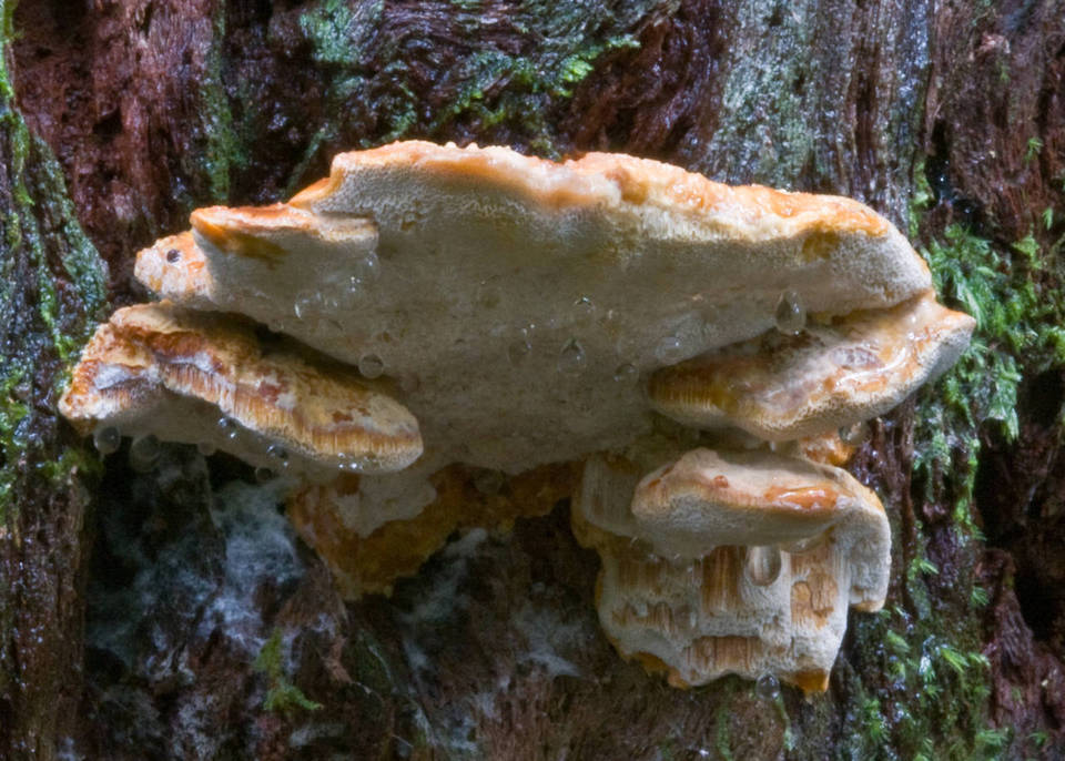 Ryvardenia cretacea image