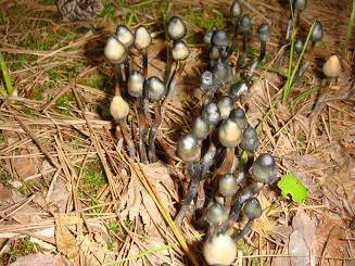 Psilocybe subcaerulipes image