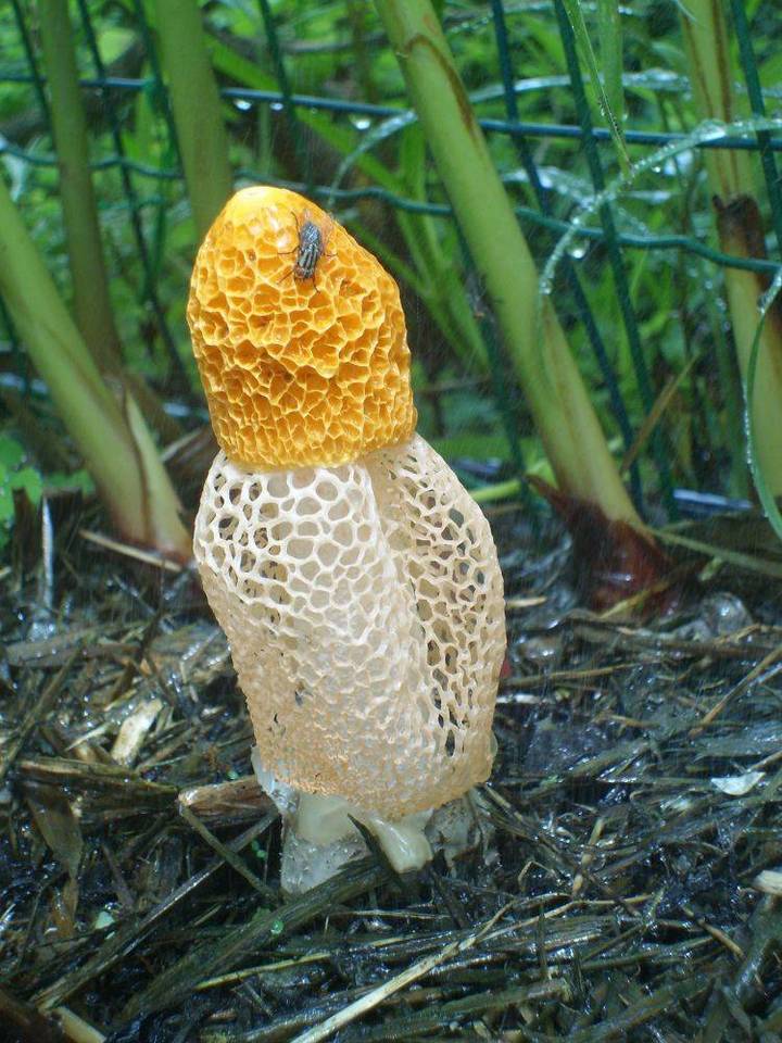 Phallus multicolor image
