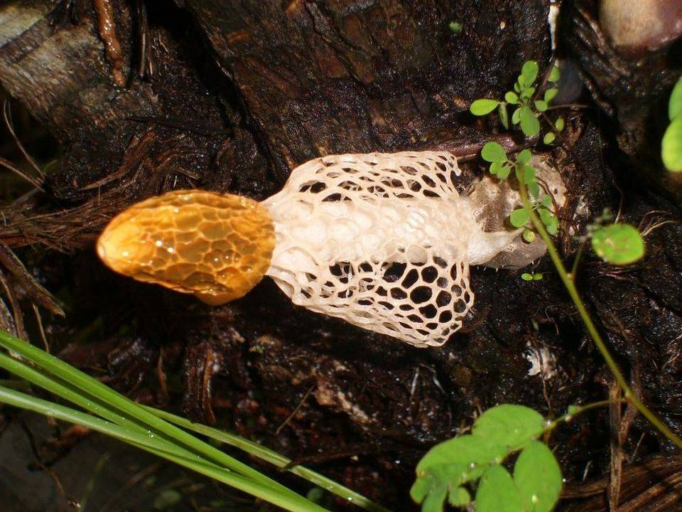 Phallus multicolor image