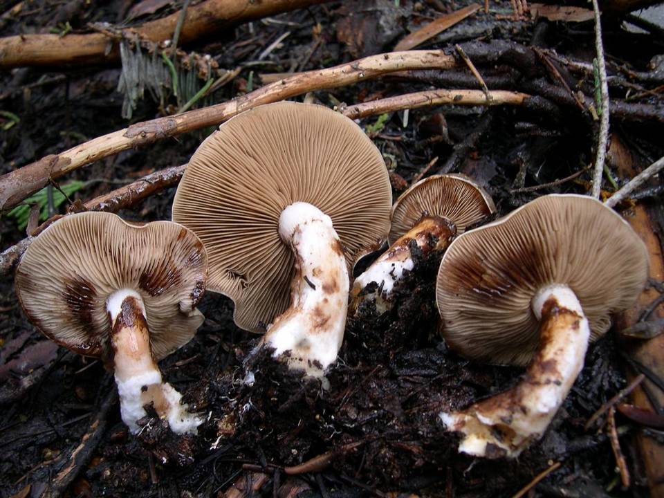 Pholiota olivaceophylla image