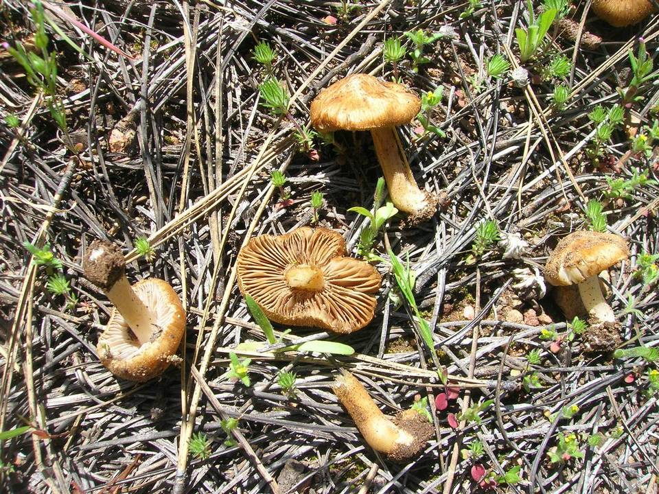 Inocybe pyriodora image