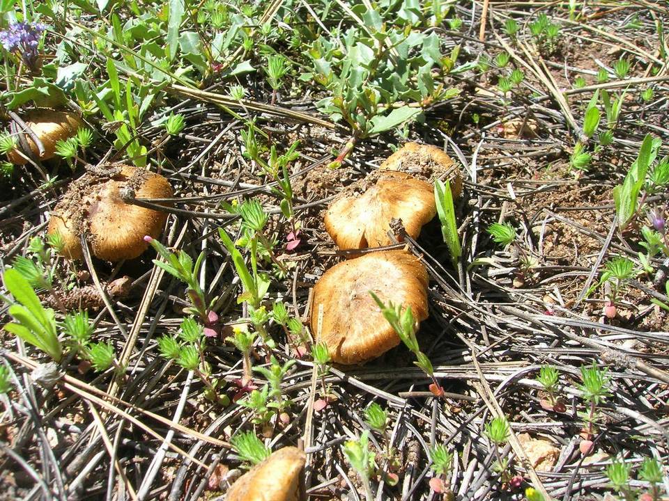 Inocybe pyriodora image