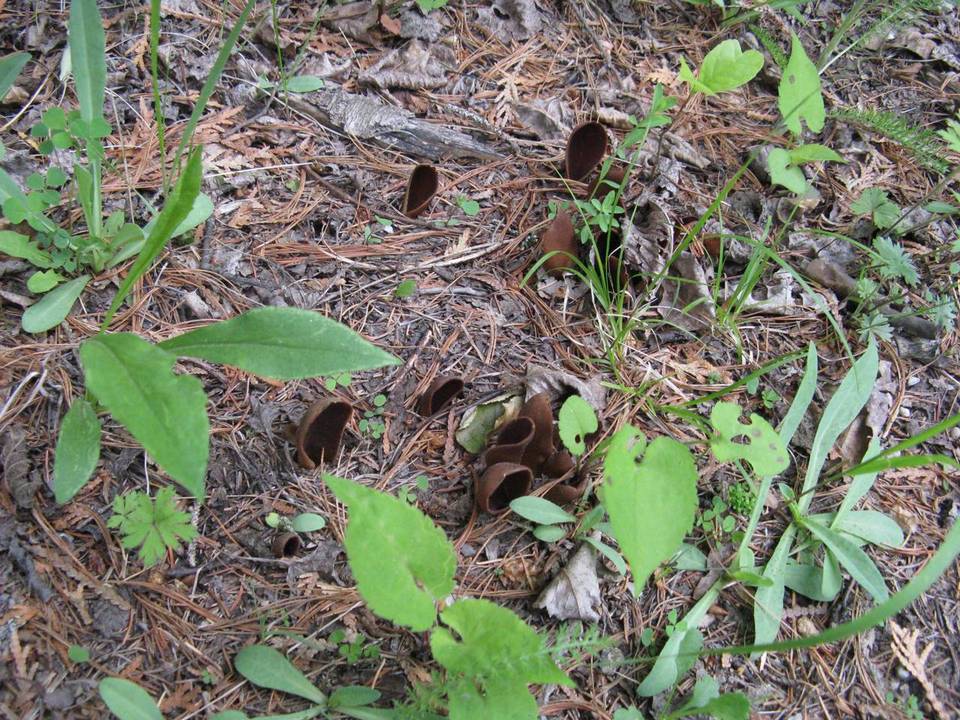 Helvella silvicola image