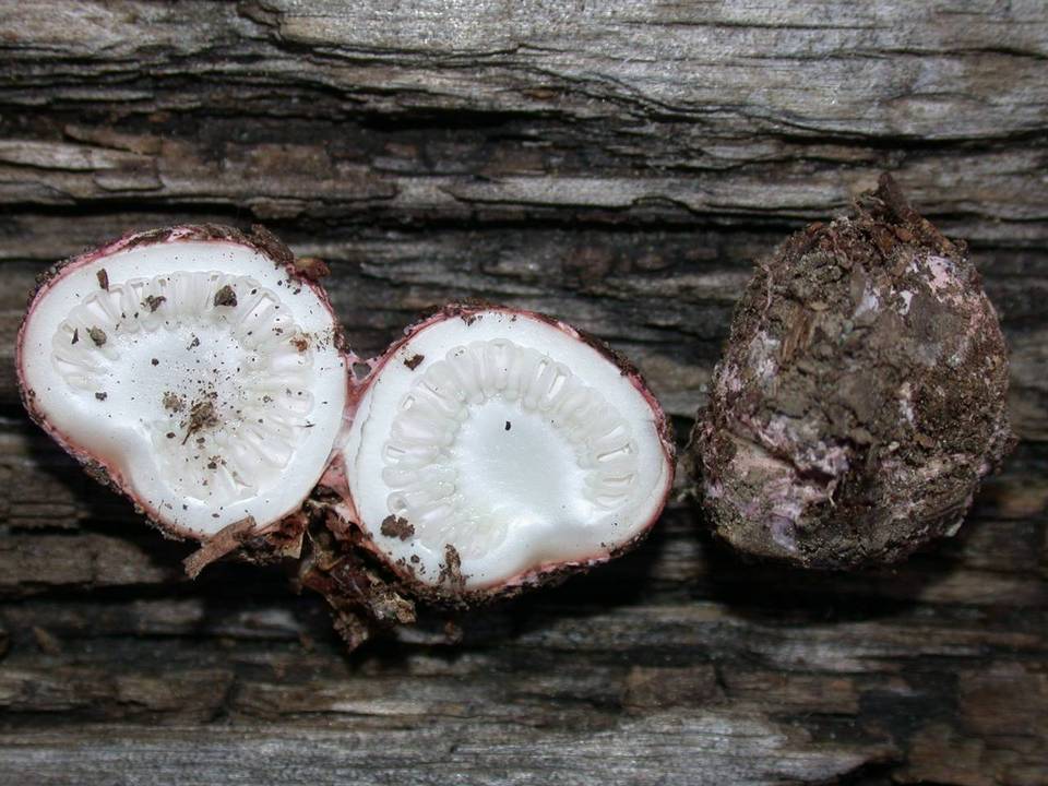 Schenella pityophila image
