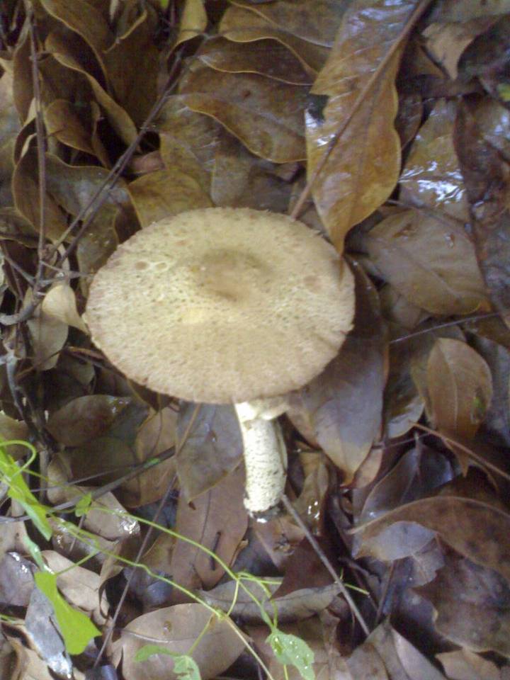 Termitomyces eurhizus image