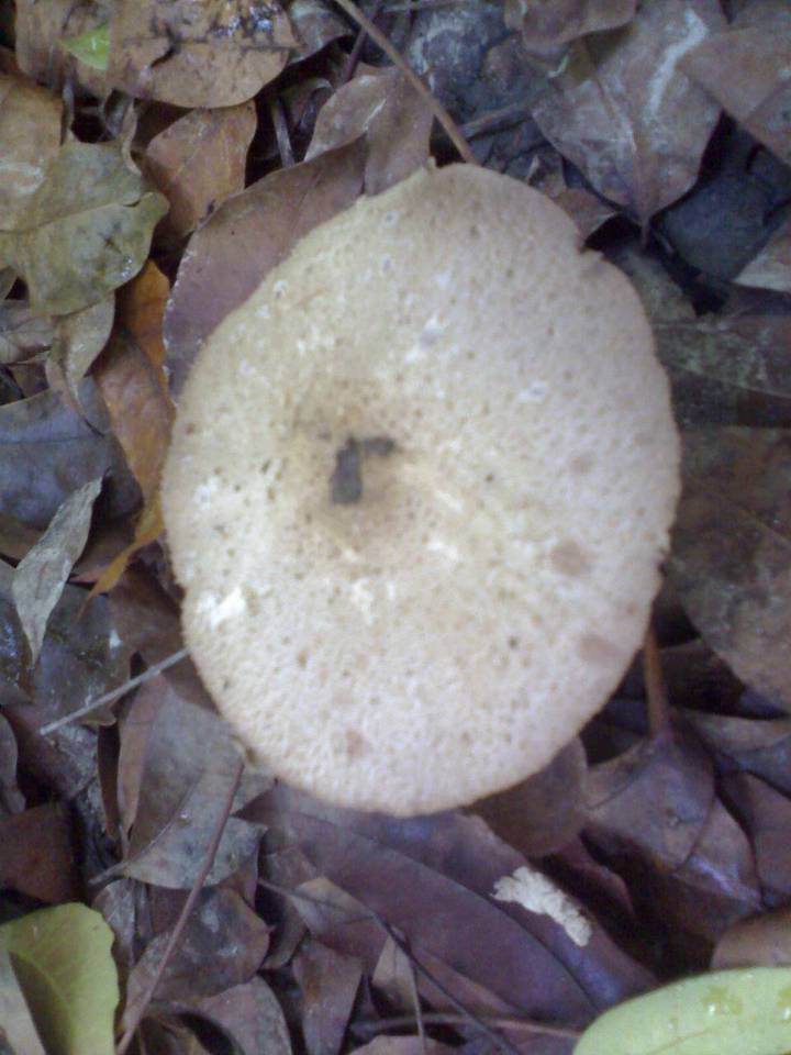 Termitomyces eurhizus image