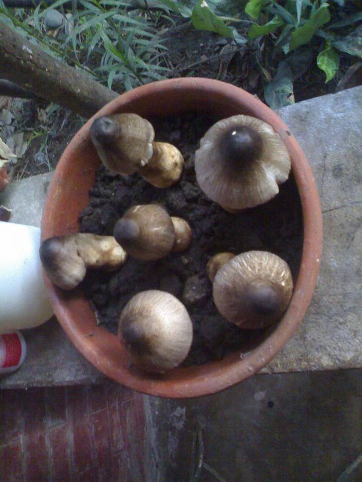 Volvariella volvacea image
