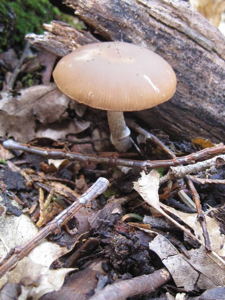 Psathyrella ellenae var. yubaensis image