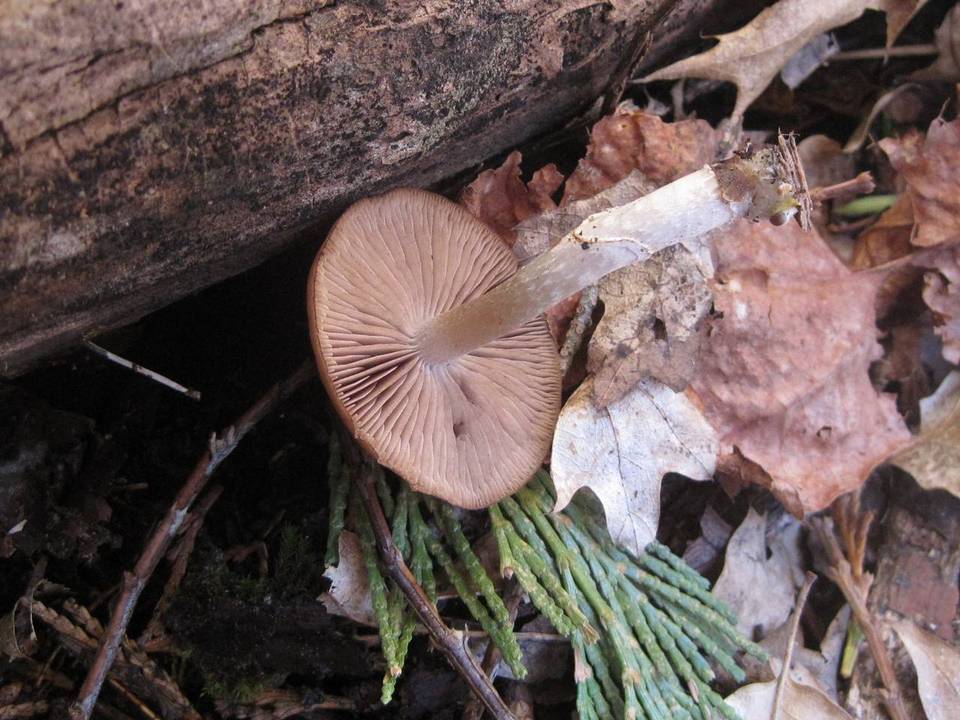 Psathyrella ellenae image
