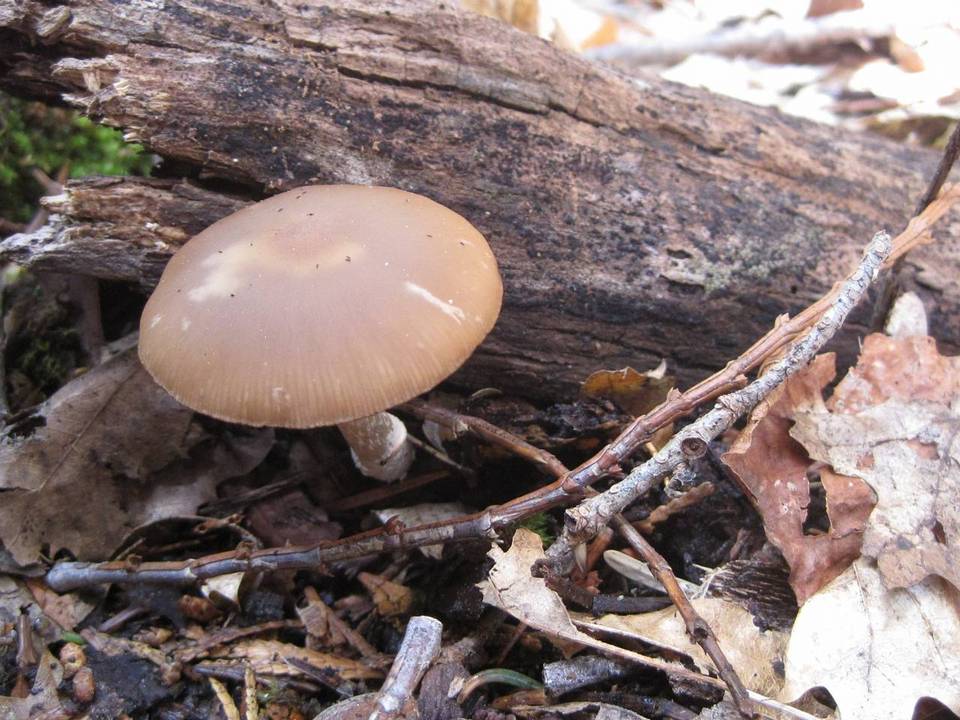 Psathyrella ellenae image