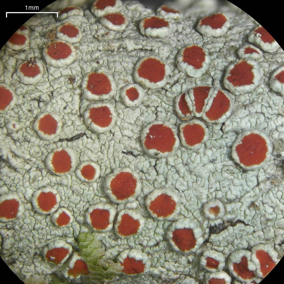 Haematomma flexuosum image