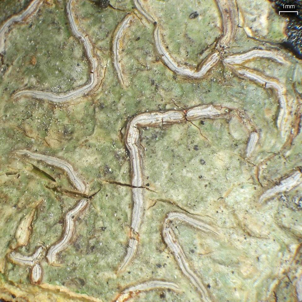 Fissurina image