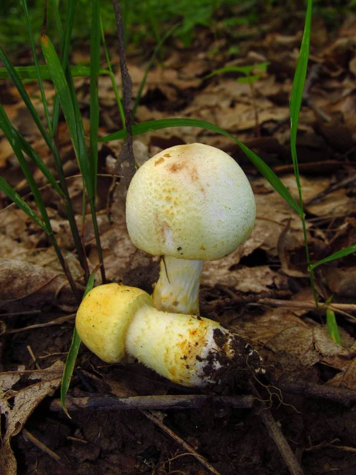 Agaricus auricolor image