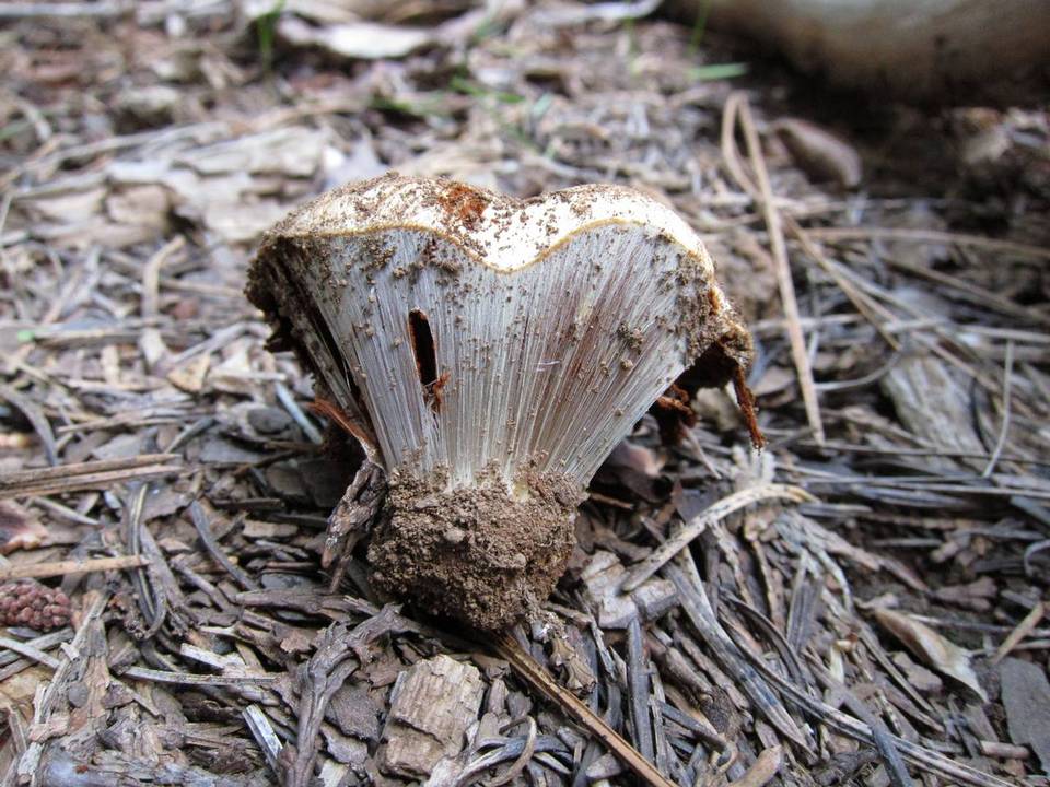 Cortinarius verrucisporus image