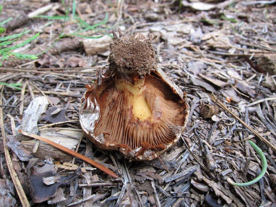 Cortinarius verrucisporus image