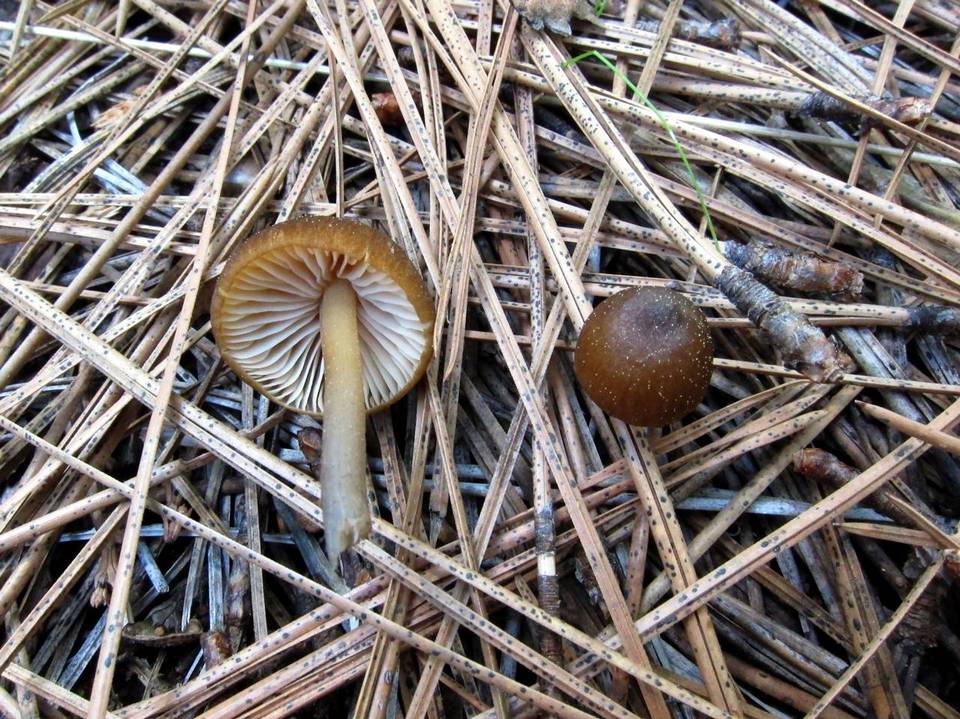 Leptonia undulatella image