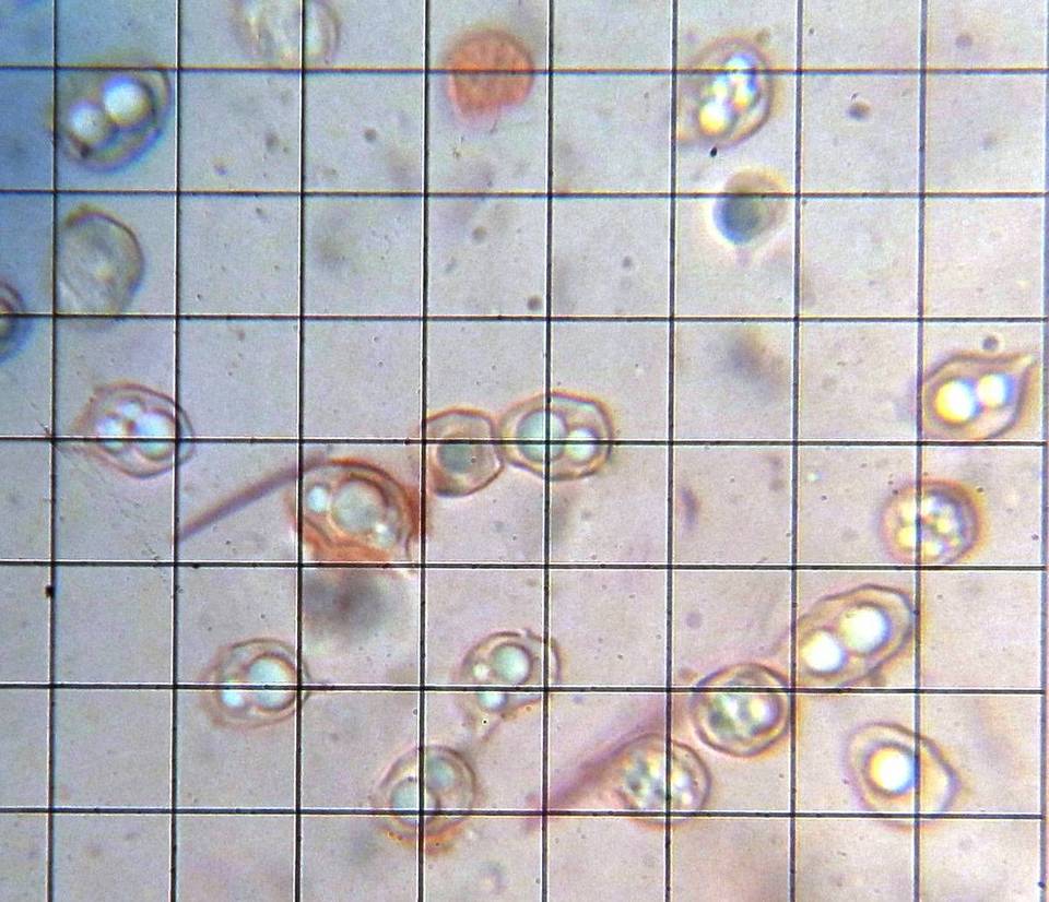 Leptonia undulatella image