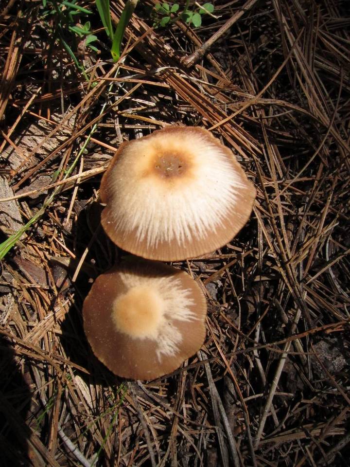 Psathyrella ellenae image