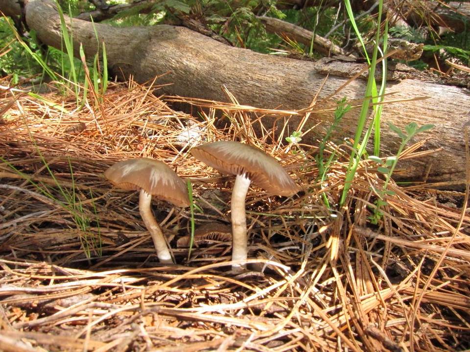 Psathyrella ellenae image