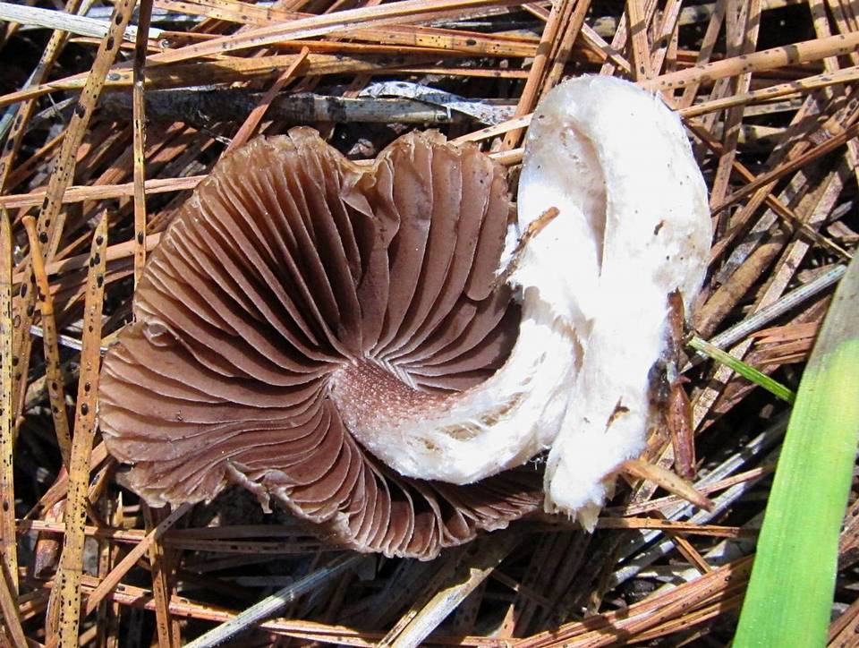 Psathyrella ellenae var. yubaensis image