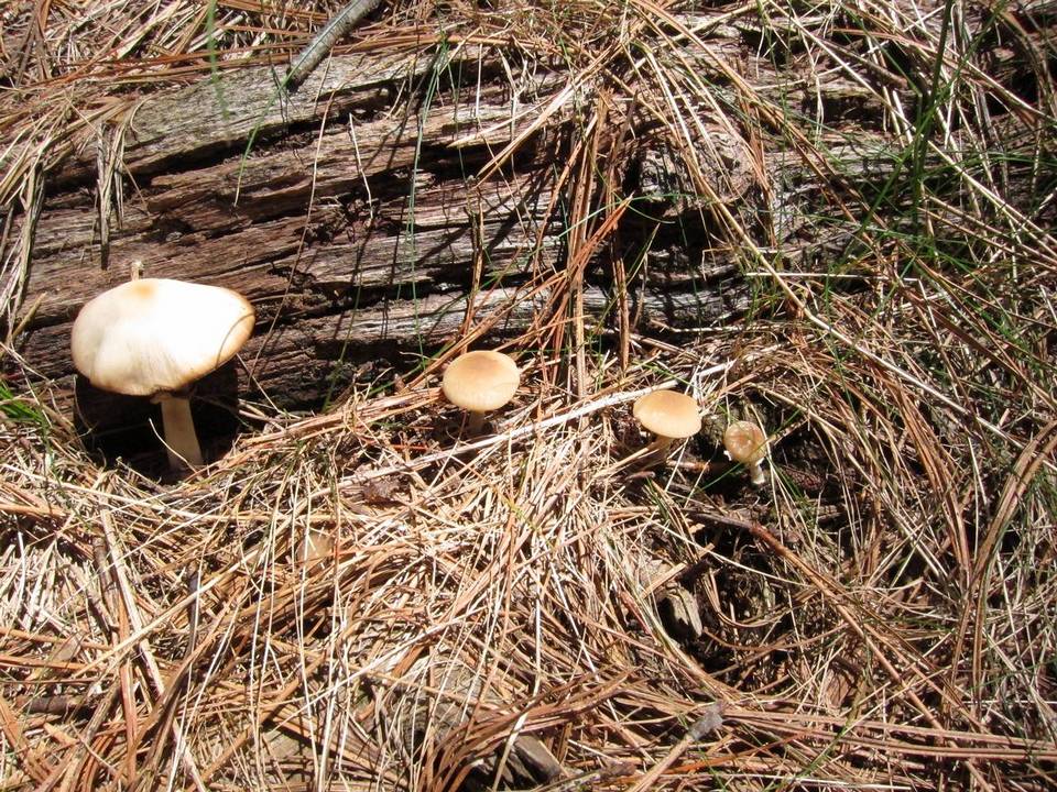Psathyrella ellenae image