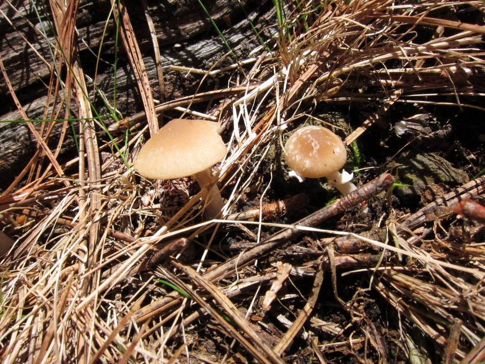 Psathyrella ellenae var. yubaensis image