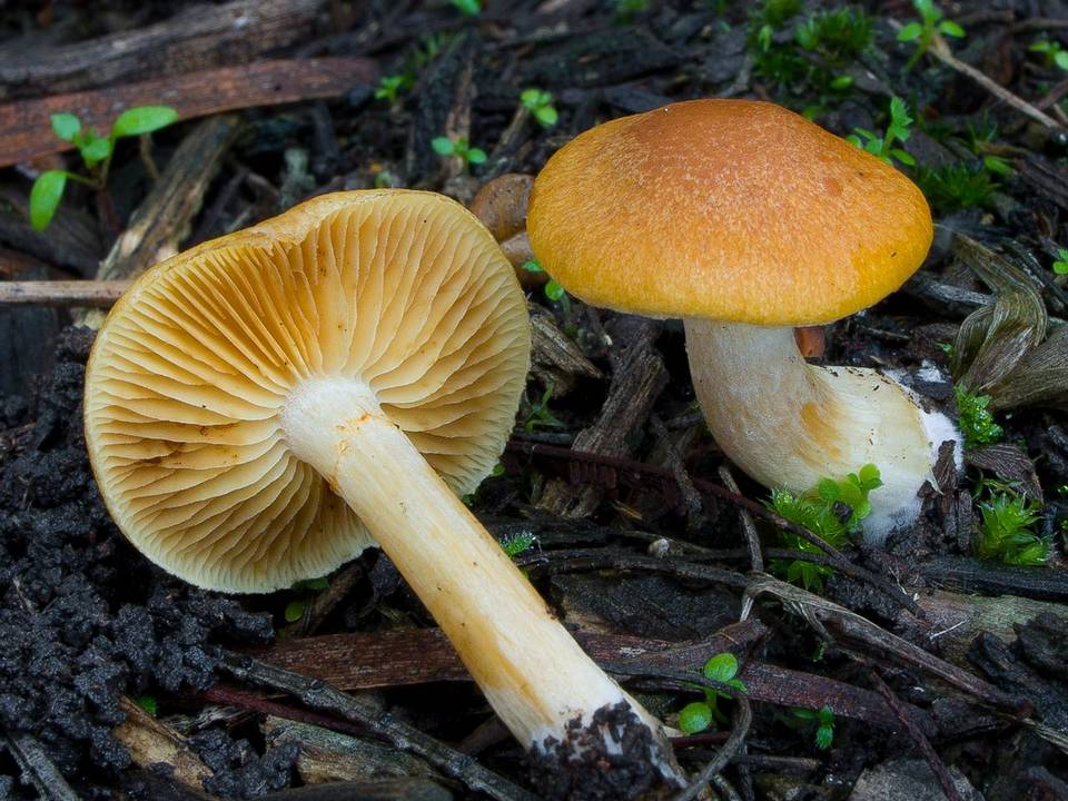 Gymnopilus austrosapineus image
