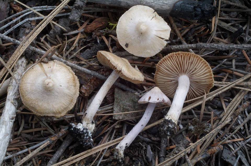 Inocybe geophylla var. geophylla image
