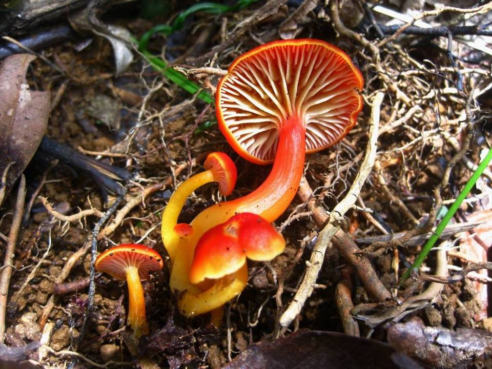 Hygrocybe subcaespitosa image