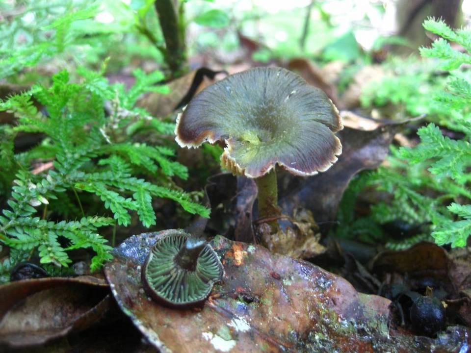 Hygrocybe prieta image