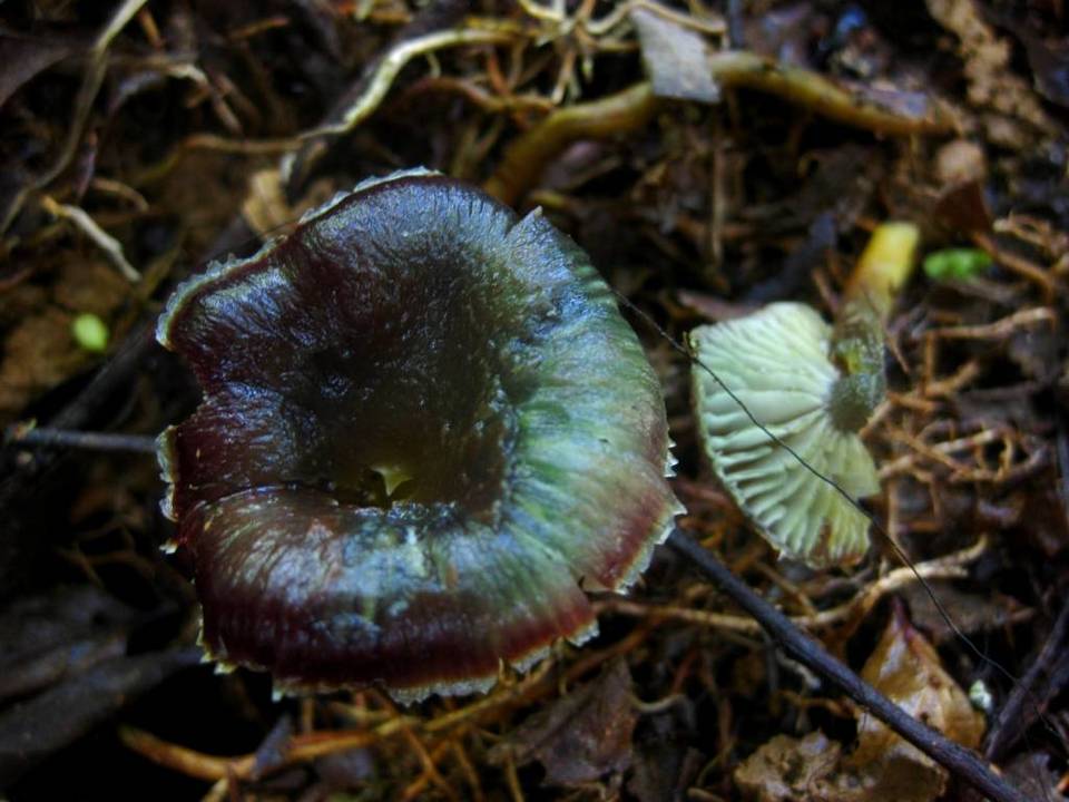 Hygrocybe prieta image