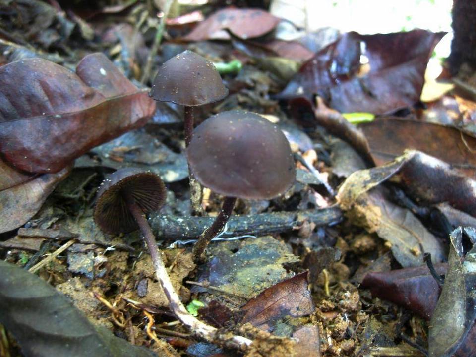 Psilocybe guilartensis image