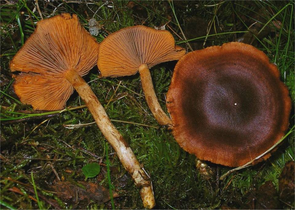 Cortinarius sommerfeltii image