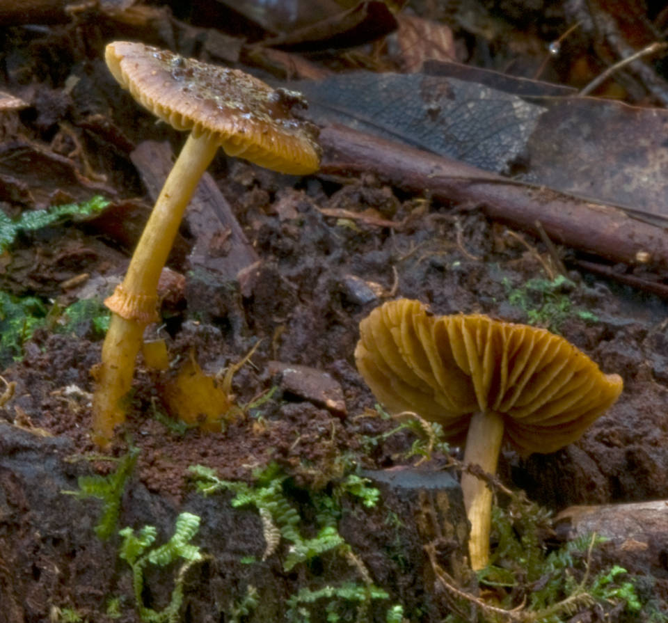 Descolea recedens image