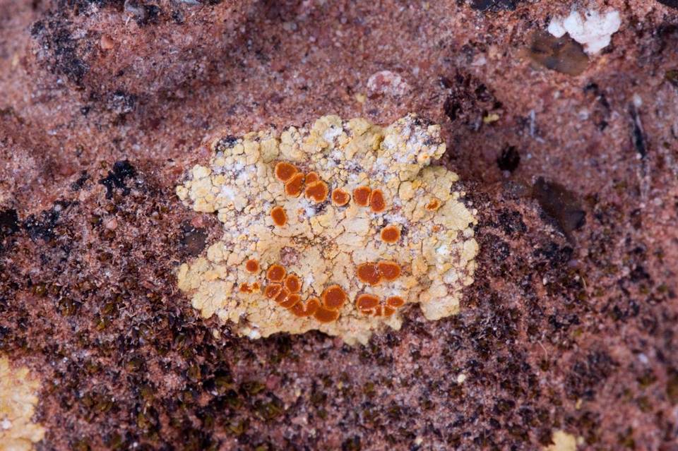 Fulgensia desertorum image