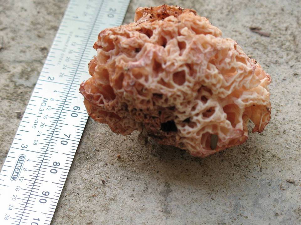 Spongiforma squarepantsii image