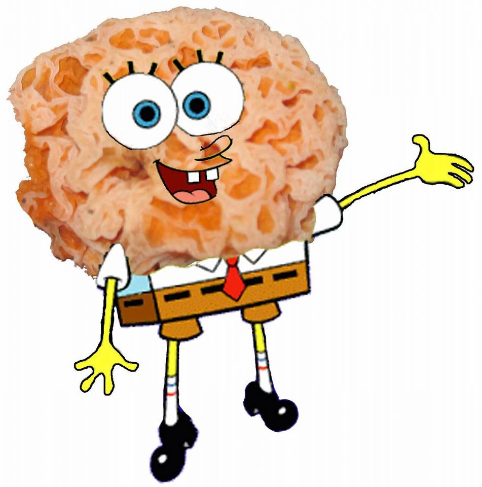 Spongiforma image
