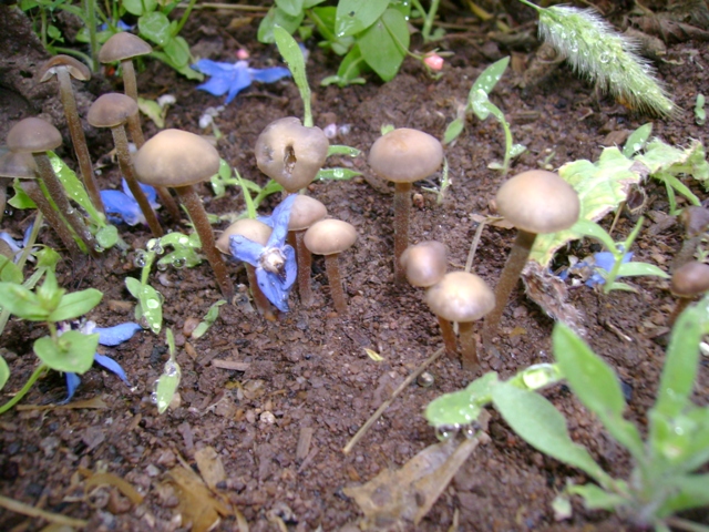 Panaeolus bisporus image