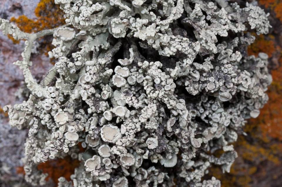 Niebla polymorpha image