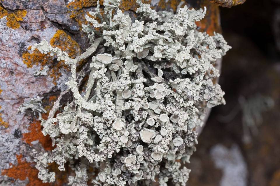 Niebla polymorpha image
