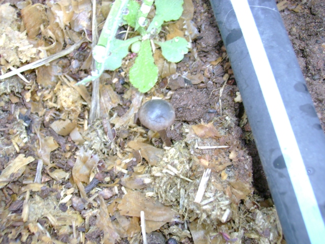 Panaeolus bisporus image