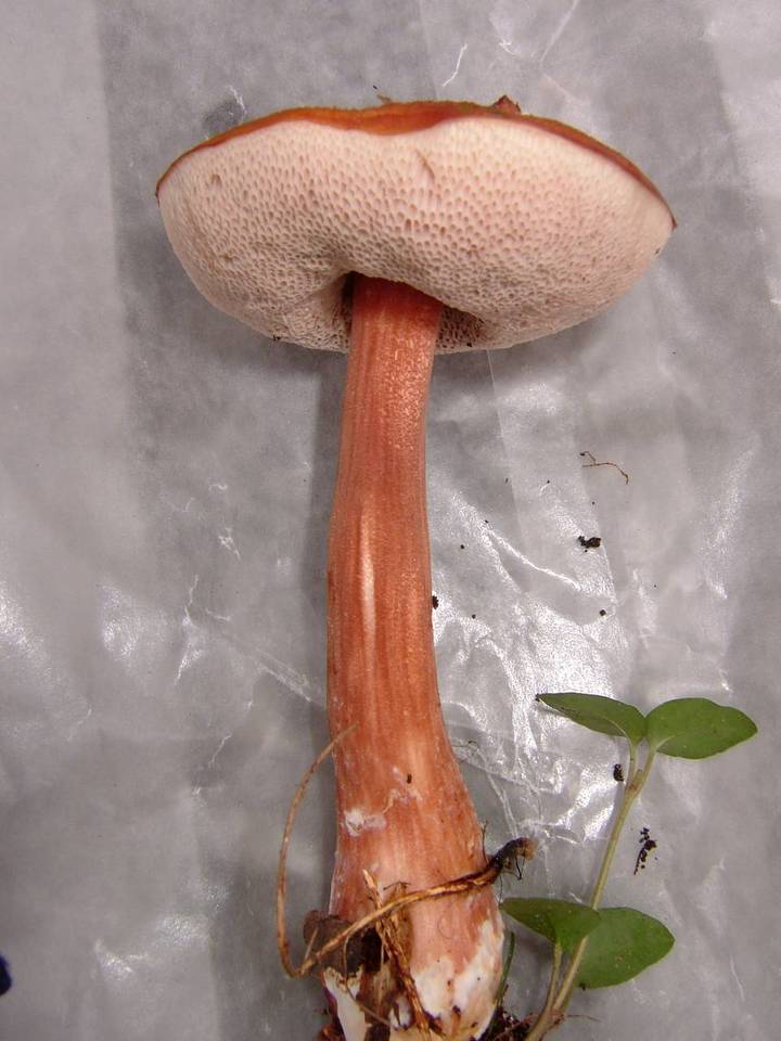 Austroboletus gracilis var. gracilis image