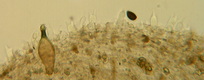 Panaeolus bisporus image