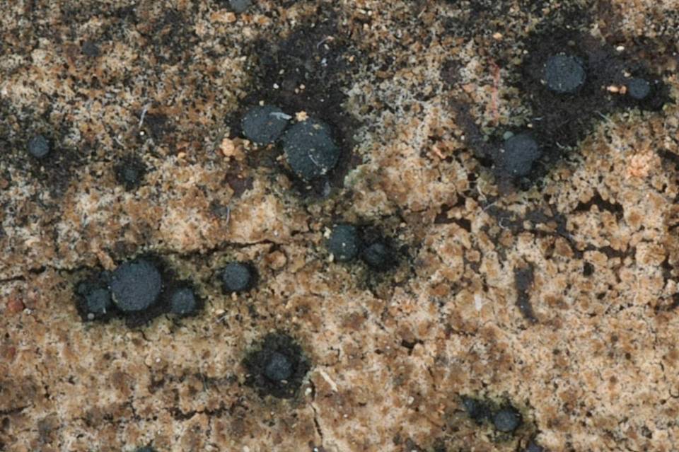 Claussenomyces atrovirens image