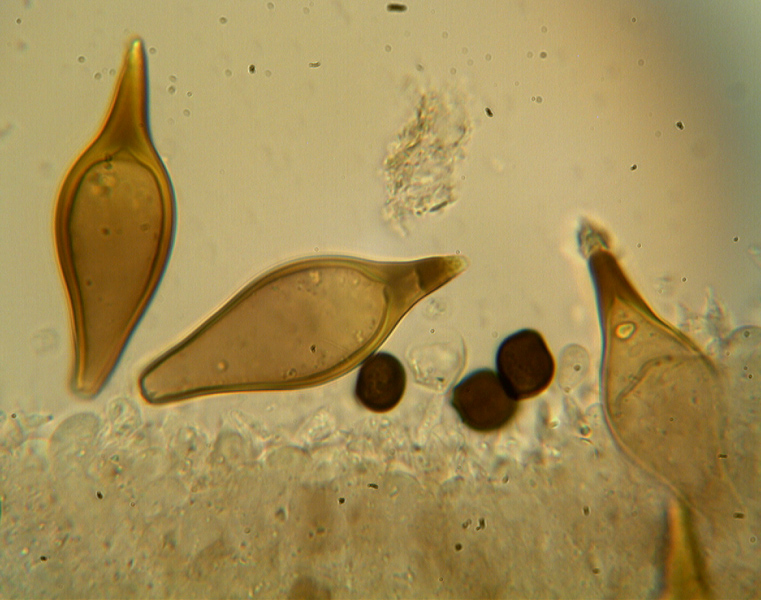 Panaeolus bisporus image