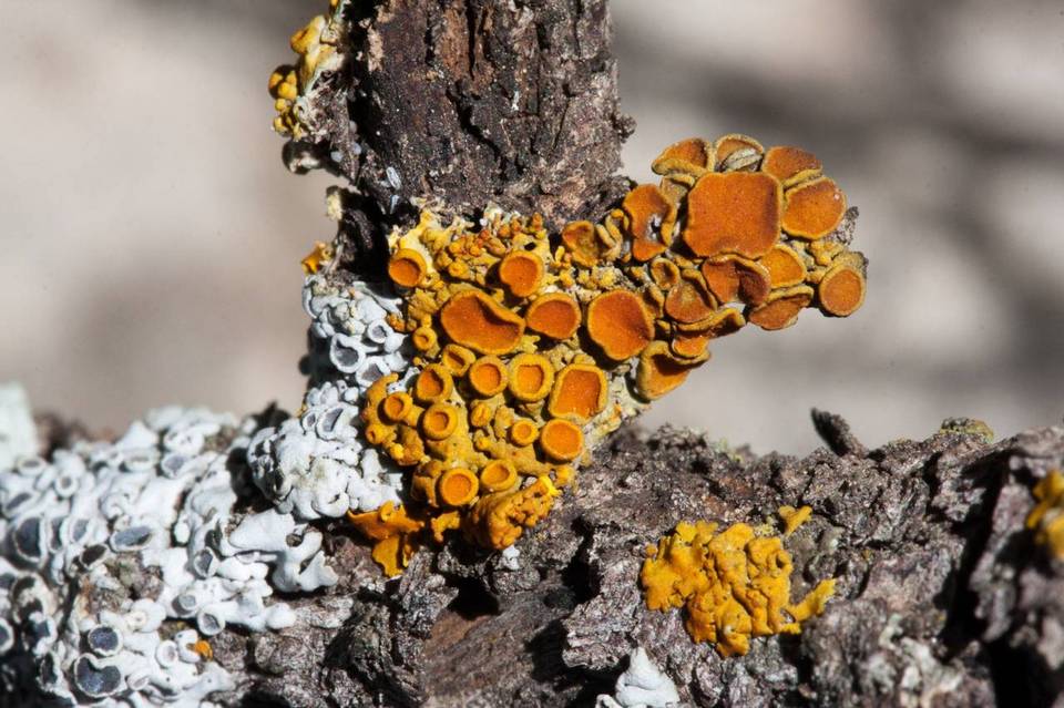 Xanthomendoza montana image
